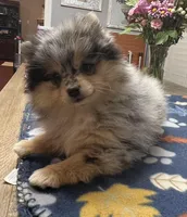 Pebbles, a female Pomeranian for sale in Southaven, MS – Photo 1 of 8