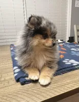 Pebbles, a female Pomeranian for sale in Southaven, MS – Photo 3 of 8