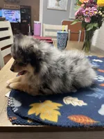 Pebbles, a female Pomeranian for sale in Southaven, MS – Photo 8 of 8