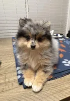 Pebbles, a female Pomeranian for sale in Southaven, MS – Photo 4 of 8