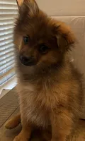 Tadpole, a male Pomeranian for sale in Southaven, MS – 4 of 5