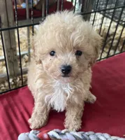 Mazi, a female Maltipoo for sale in Southaven, MS – 2 of 3