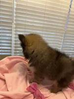 Tab, a female Pomeranian for sale in Southaven, MS – 9 of 9