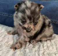 Sky blue , a female Pomchi for sale in Southaven, MS – Photo 1 of 5