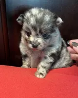 Sky blue , a female Pomchi for sale in Southaven, MS – Photo 2 of 5