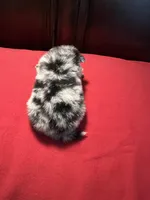 Sky blue , a female Pomchi for sale in Southaven, MS – Photo 4 of 5