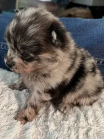 Sky blue , a female Pomchi for sale in Southaven, MS – Photo 3 of 5