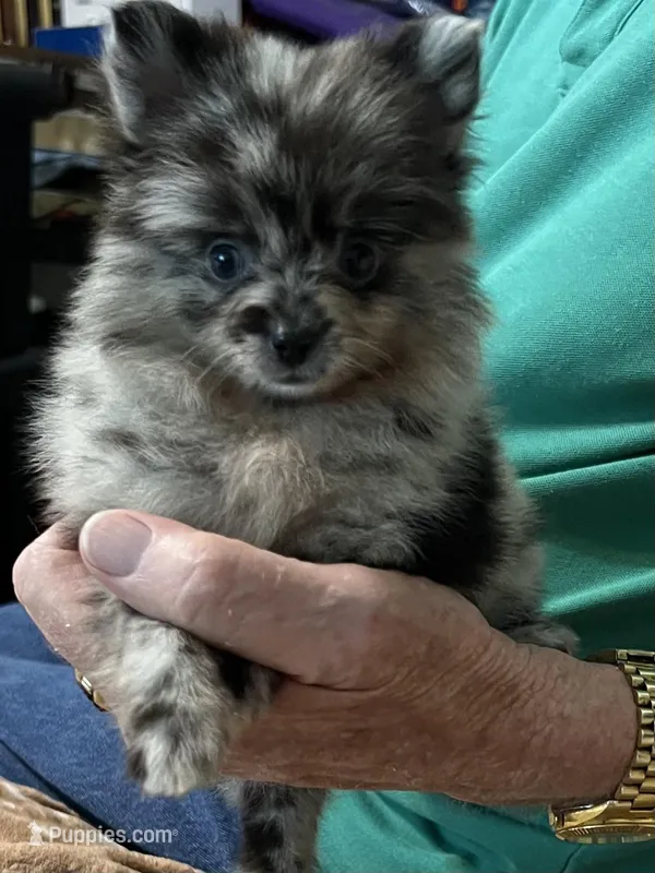 Sky blue  – Pomchi puppy for sale in Southaven, MS