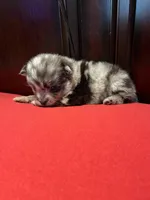 Sky blue , a female Pomchi for sale in Southaven, MS – Photo 5 of 5