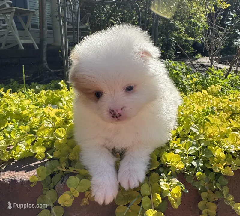 Patch – Pomeranian puppy for sale in Southaven, MS