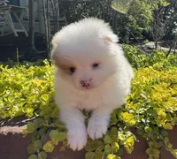 Patch, a male Pomeranian for sale in Southaven, MS – 1 of 6