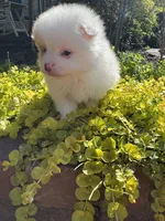 Patch, a male Pomeranian for sale in Southaven, MS – 4 of 6