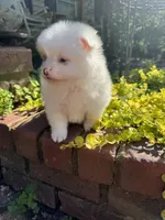 Patch, a male Pomeranian for sale in Southaven, MS – 6 of 6