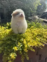 Patch, a male Pomeranian for sale in Southaven, MS – 5 of 6