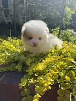 Patch, a male Pomeranian for sale in Southaven, MS – 2 of 6