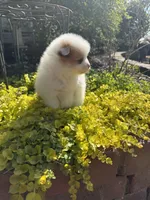 Patch, a male Pomeranian for sale in Southaven, MS – 3 of 6
