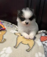  Bobo, a male Pomeranian for sale in Southaven, MS – 6 of 7