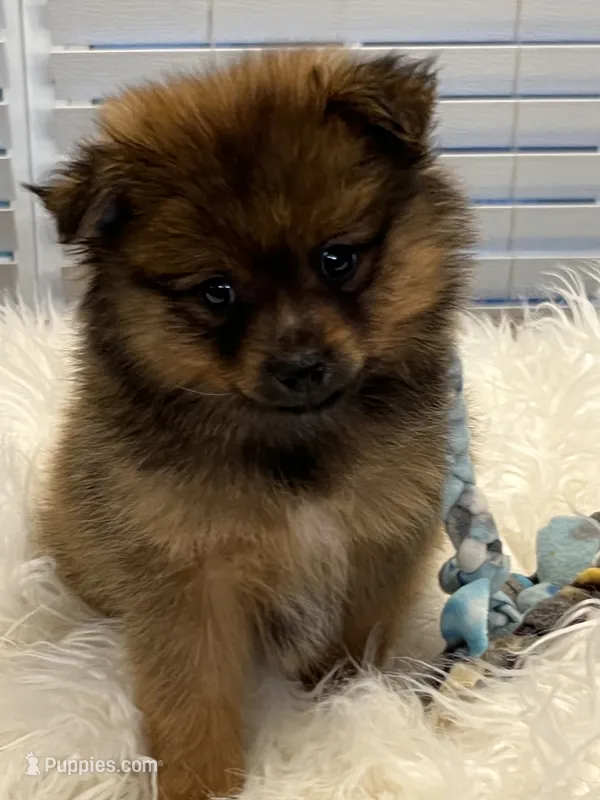 Mickey – Pomeranian puppy for sale in Southaven, MS