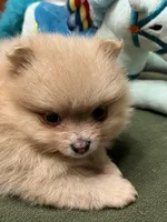 Lilly, a female Pomeranian for sale in Southaven, MS – Photo 8 of 10