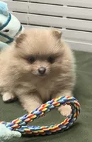 Lilly, a female Pomeranian for sale in Southaven, MS – Photo 4 of 10