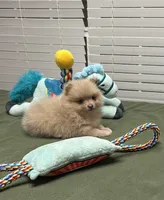 Lilly, a female Pomeranian for sale in Southaven, MS – Photo 6 of 10