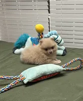 Lilly, a female Pomeranian for sale in Southaven, MS – Photo 2 of 10