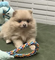 Lilly, a female Pomeranian for sale in Southaven, MS – Photo 10 of 10