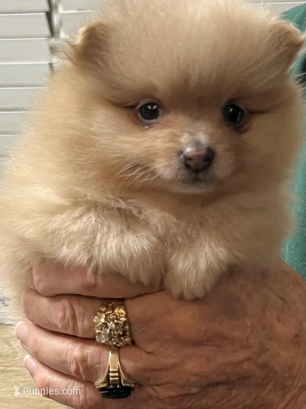 Lilly – Pomeranian puppy for sale in Southaven, MS