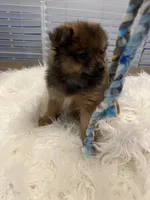 Tad, a male Pomeranian for sale in Southaven, MS – 6 of 7
