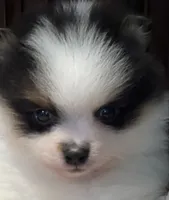  Bobo, a male Pomeranian for sale in Southaven, MS – 2 of 7
