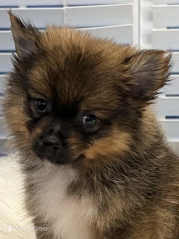 Tigger – Pomeranian puppy for sale in Southaven, MS