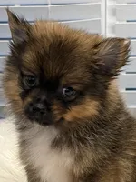 Tigger, a male Pomeranian for sale in Southaven, MS – 1 of 1