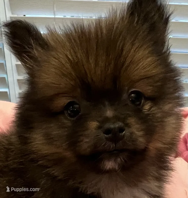 Tab – Pomeranian puppy for sale in Southaven, MS