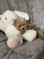 Mattie, a female Maltipoo for sale in Southaven, MS – 4 of 9