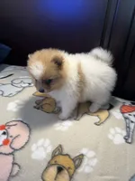 Max , a male Pomeranian for sale in Southaven, MS – 5 of 6