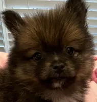 Tab, a female Pomeranian for sale in Southaven, MS – 8 of 9