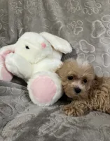 Mattie, a female Maltipoo for sale in Southaven, MS – 8 of 9