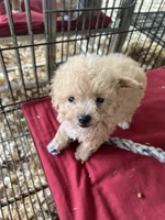 Mazi, a female Maltipoo for sale in Southaven, MS – 3 of 3