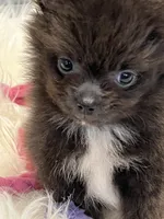 Daffy, a female Pomeranian for sale in Southaven, MS – 2 of 2
