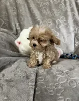 Mattie, a female Maltipoo for sale in Southaven, MS – 2 of 9