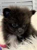 Daffy, a female Pomeranian for sale in Southaven, MS – 1 of 2