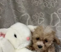 Mattie, a female Maltipoo for sale in Southaven, MS – 6 of 9