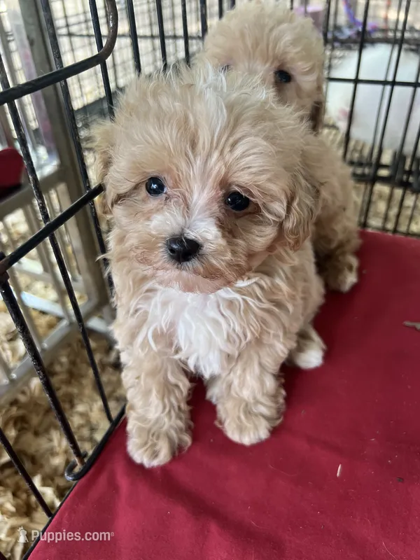 Mattie – Maltipoo puppy for sale in Southaven, MS