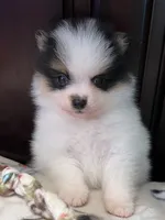  Bobo, a male Pomeranian for sale in Southaven, MS – 3 of 7