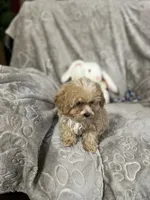 Mattie, a female Maltipoo for sale in Southaven, MS – 9 of 9