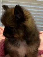 Tab, a female Pomeranian for sale in Southaven, MS – 5 of 9