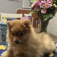 Rusty, a male Pomeranian for sale in Southaven, MS – Photo 5 of 9