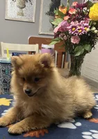 Rusty, a male Pomeranian for sale in Southaven, MS – Photo 6 of 10