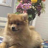 Rusty, a male Pomeranian for sale in Southaven, MS – Photo 3 of 9