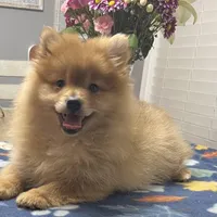 Rusty, a male Pomeranian for sale in Southaven, MS – Photo 2 of 9